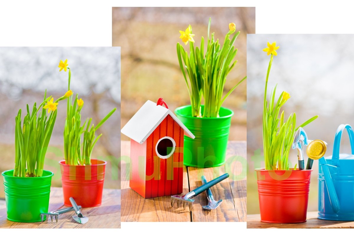 Narcissus in red pot with blue wateriing-can and shovel example image 1