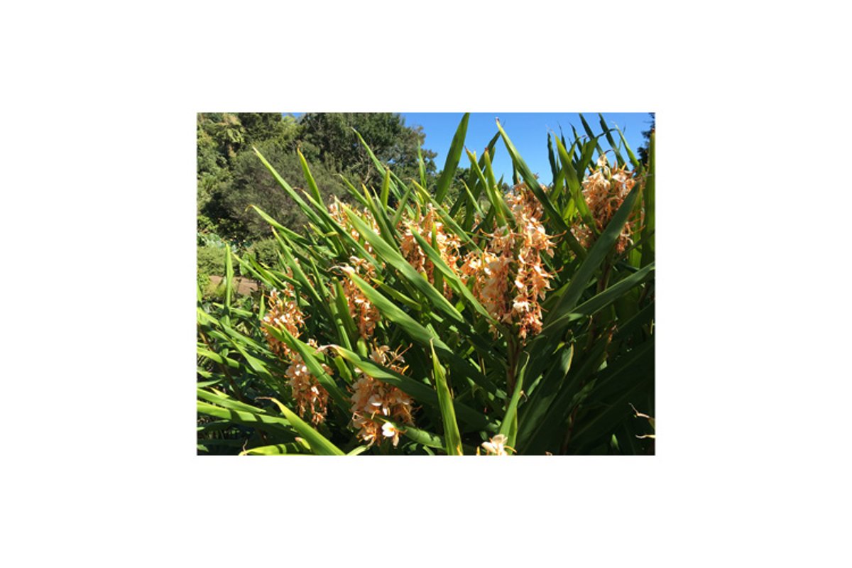 Photo of the flower of Grevillea Deua Gold plant example image 1