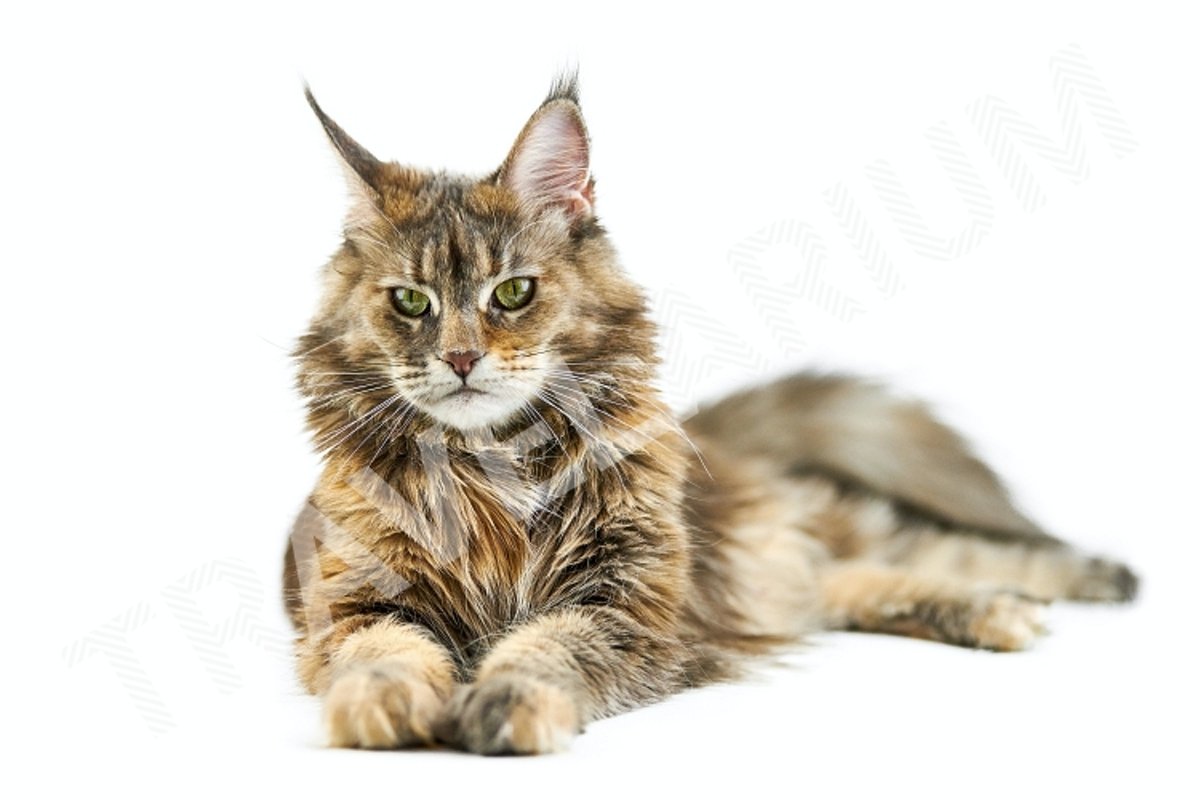 Adult Maine coon cat, isolated. example image 1