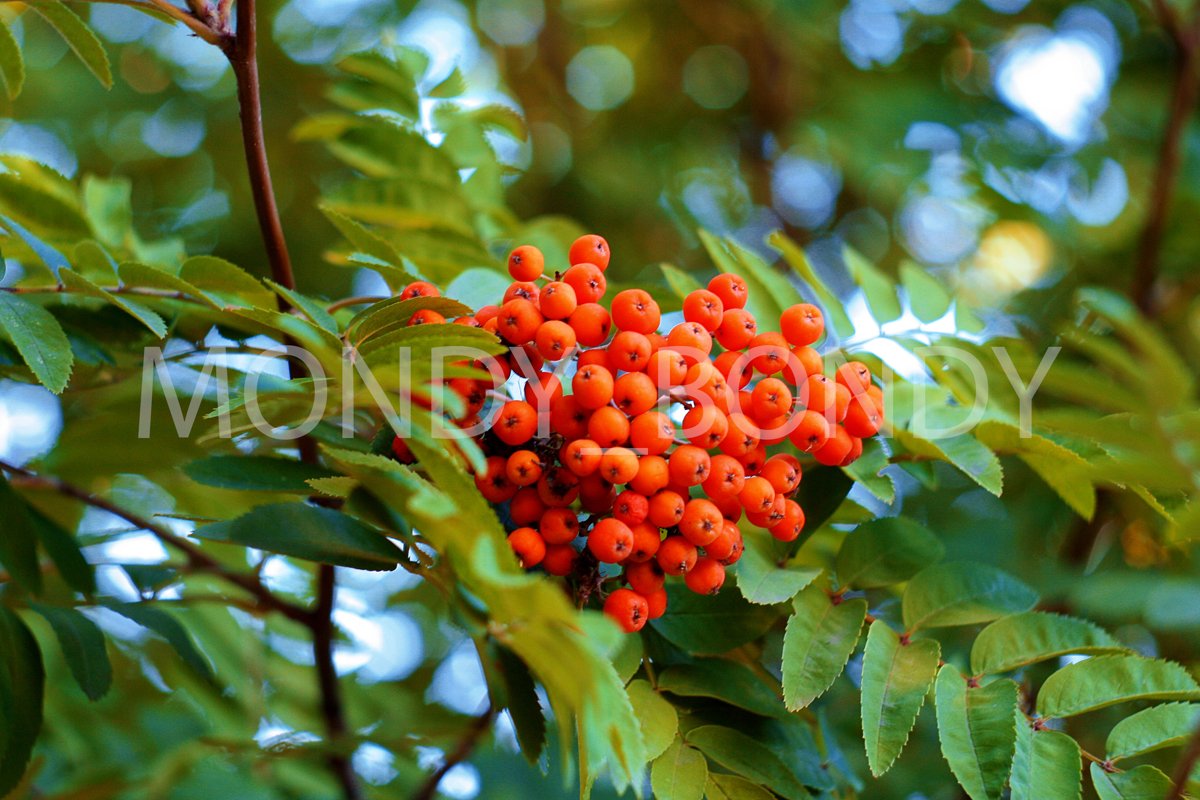 Red rowan in the garden example image 1