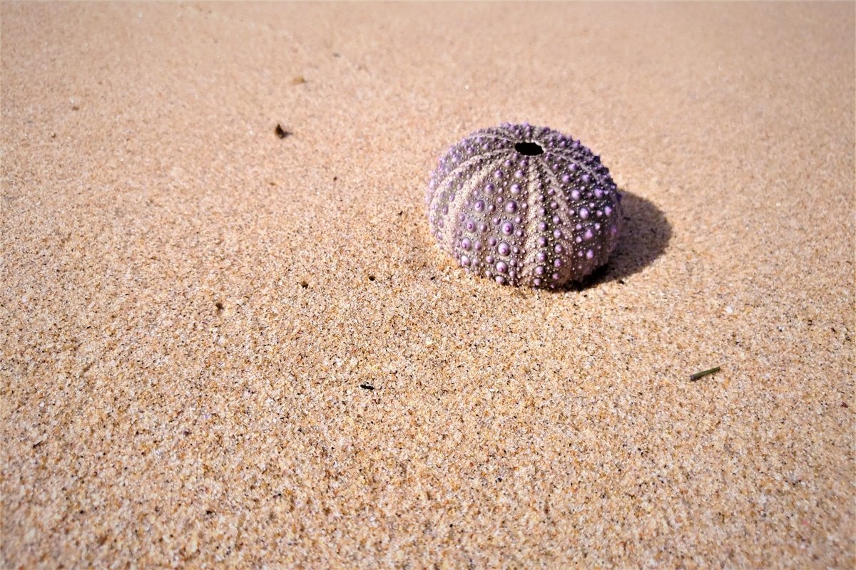 Photos of two very unusual sea shells example image 1
