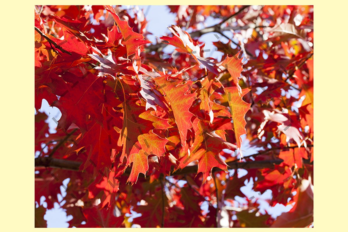 red maple leaves example image 1