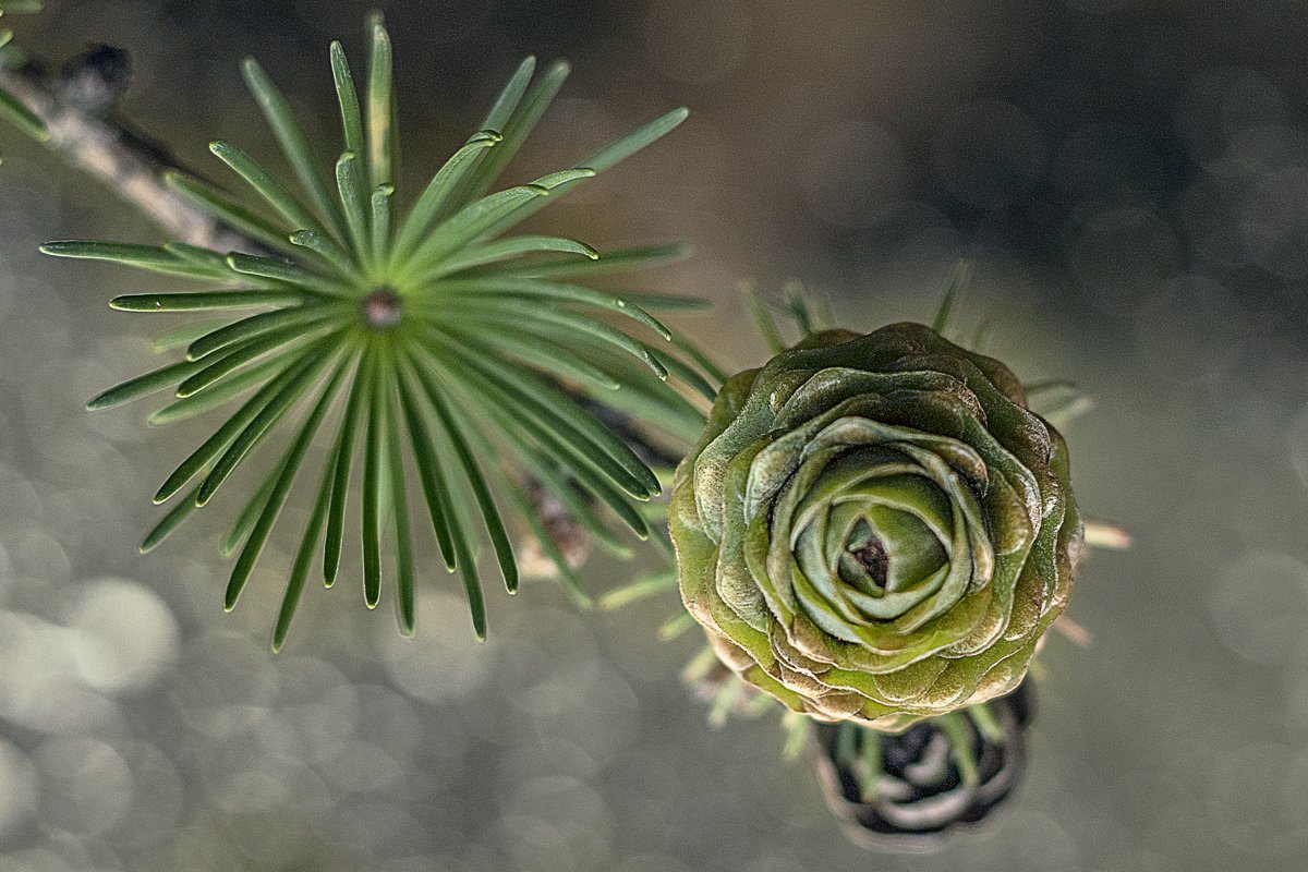 Larch branch with cones on a gold background with bokeh example image 1