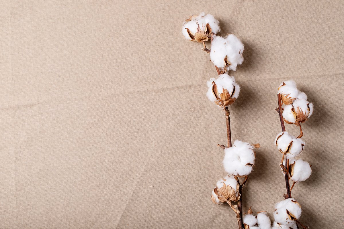 Dry cotton flower example image 1