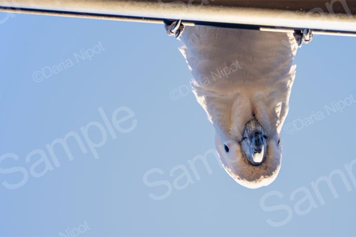 Cockatoo looking down from a roof example image 1