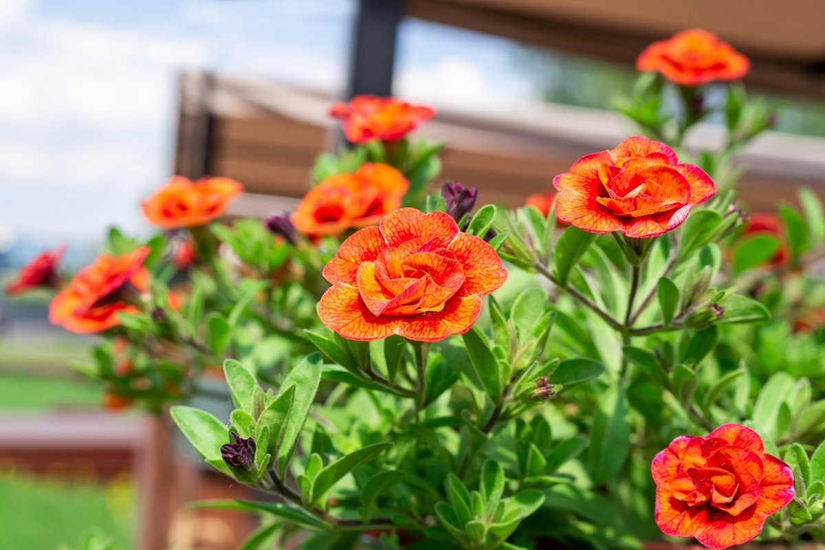 Calibrachoa flower in bloom example image 1