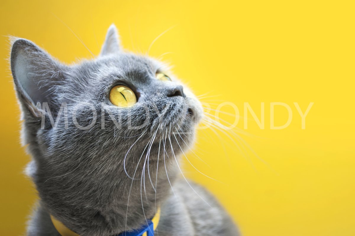 Scottish gray erect cat with bright yellow eyes on a yellow example image 1