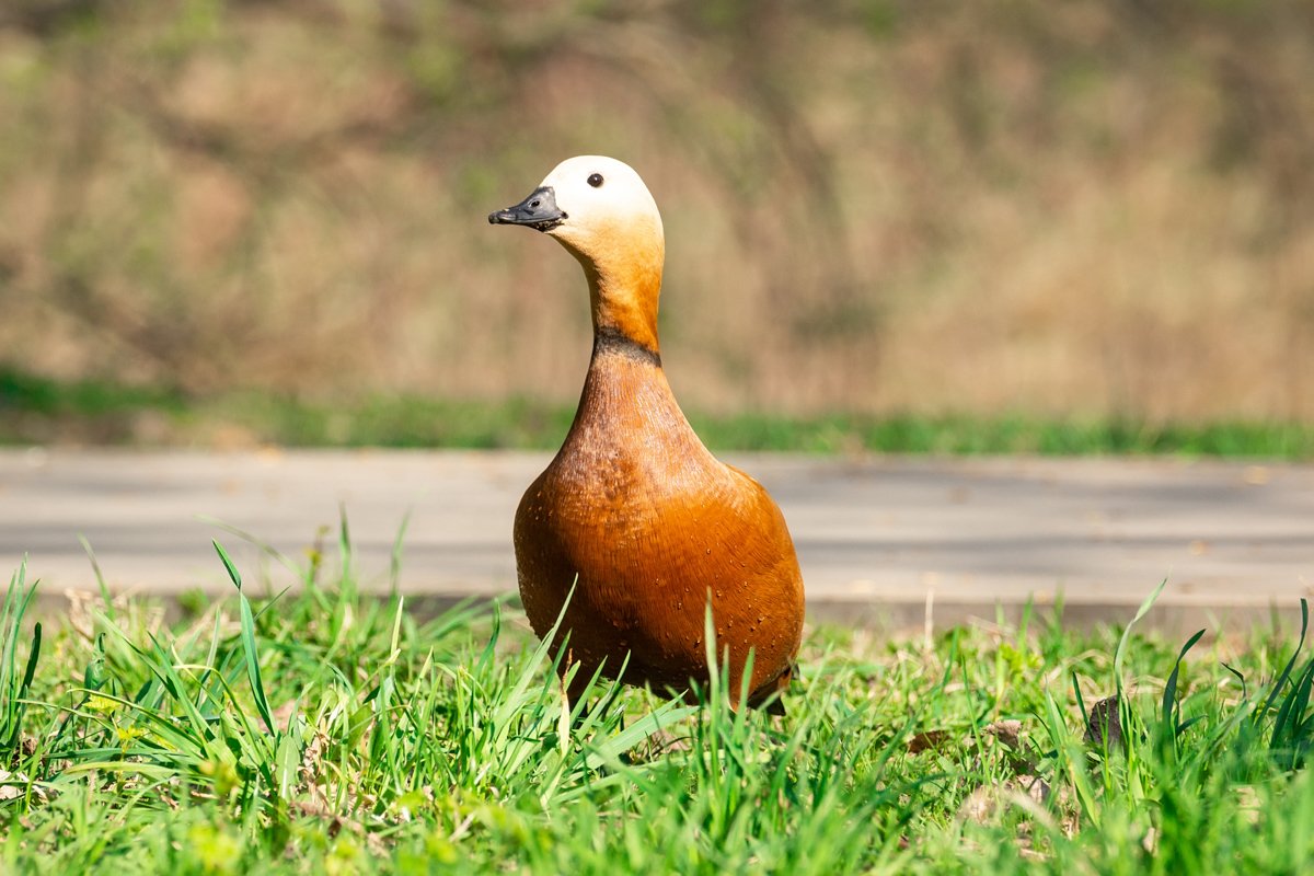 Duck on the shore example image 1