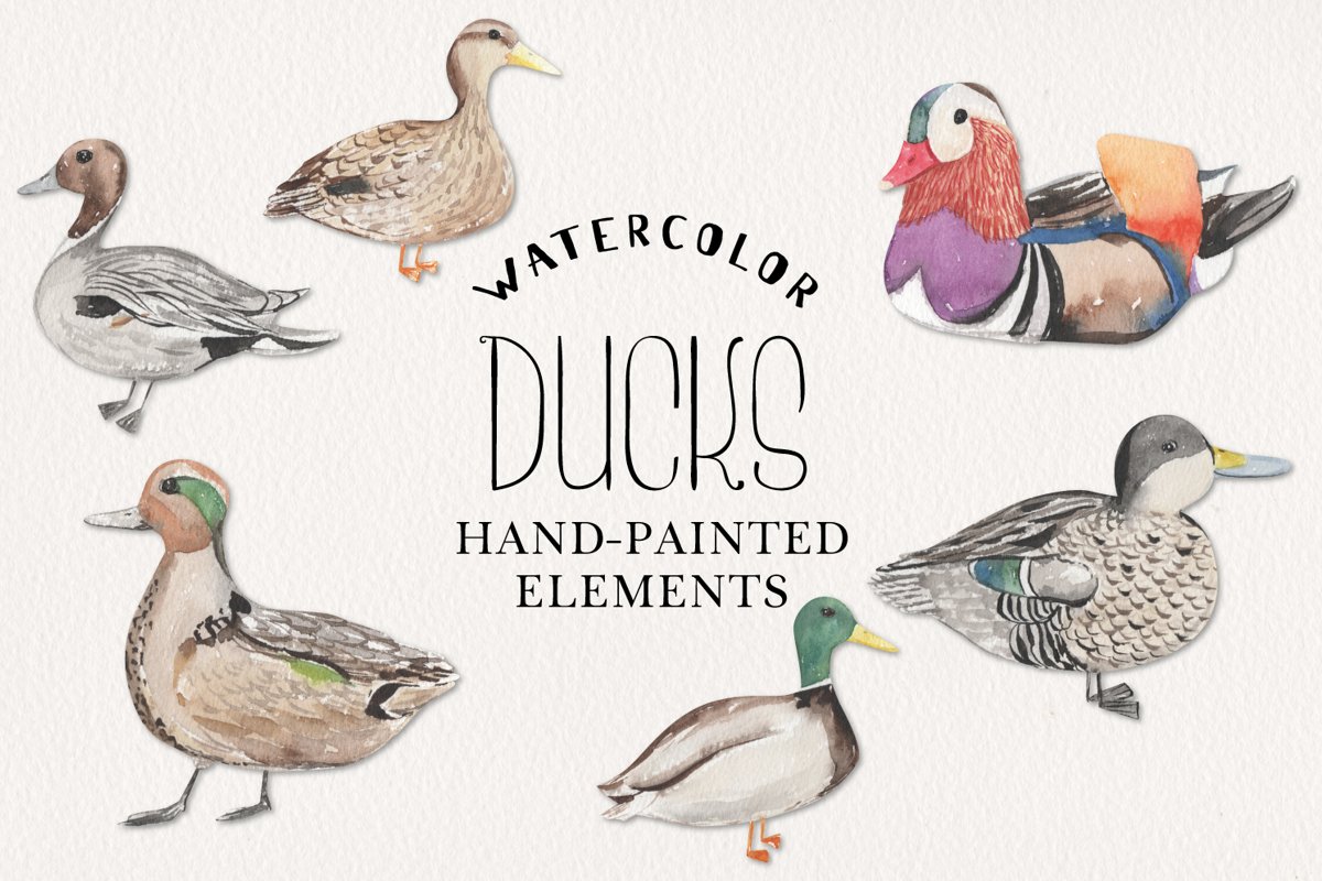 Ducks Watercolor Elements Hand Painted Birds Detailed example image 1