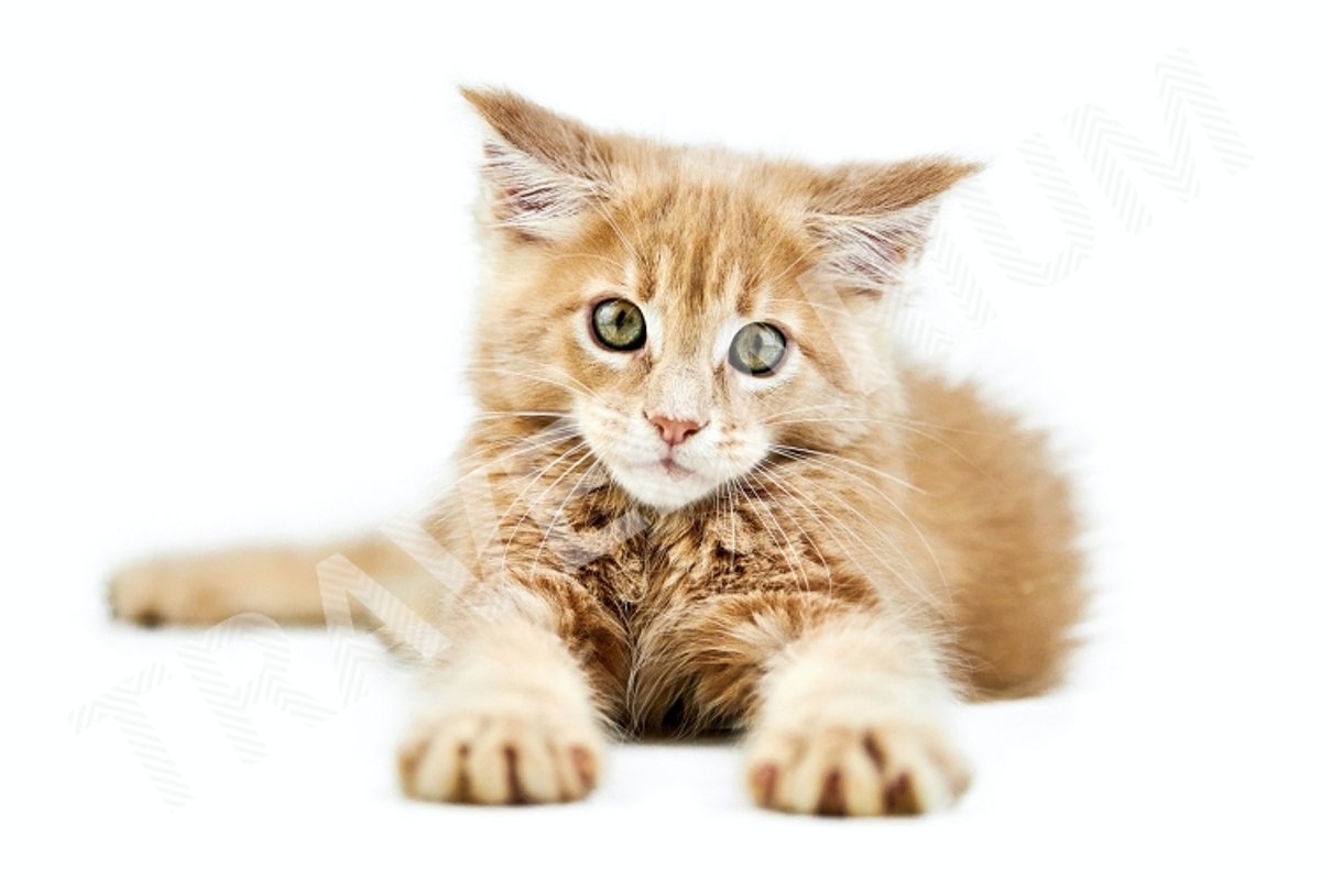 Maine coon kitten, isolated example image 1