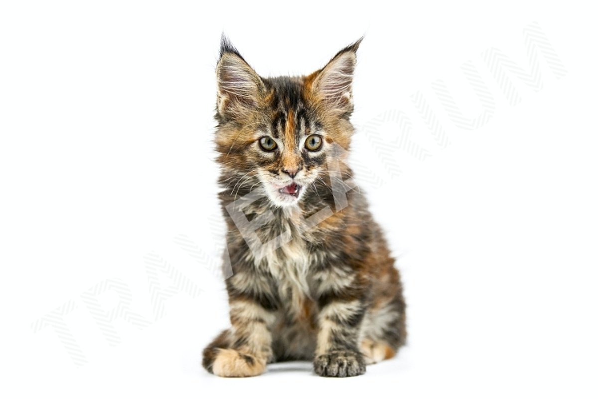 Tortoiseshell Maine coon kitten, isolated. example image 1