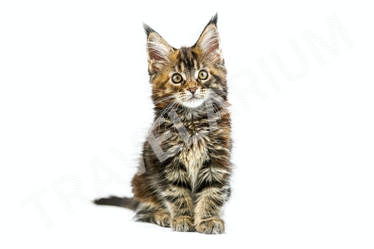 Tortoiseshell Maine coon kitten, isolated. example image 1