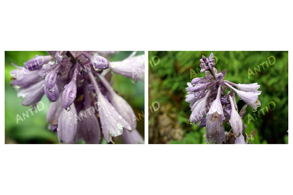 Set of 2 images. Flowers garden plant hosta after the rain. example image 1