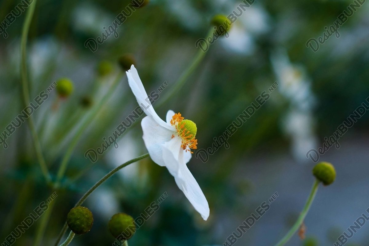 Stock Photo - Close-Up Of Flowers Blooming In Field example image 1
