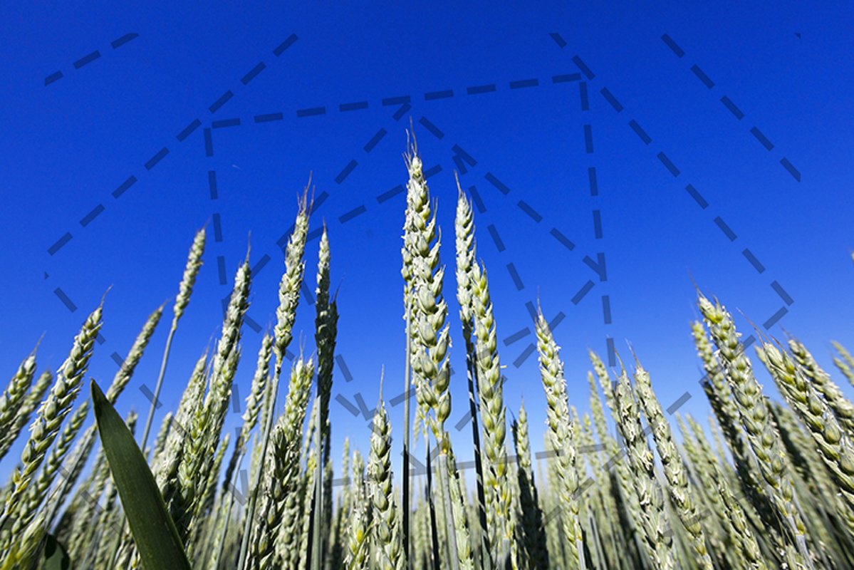 agricultural field wheat example image 1