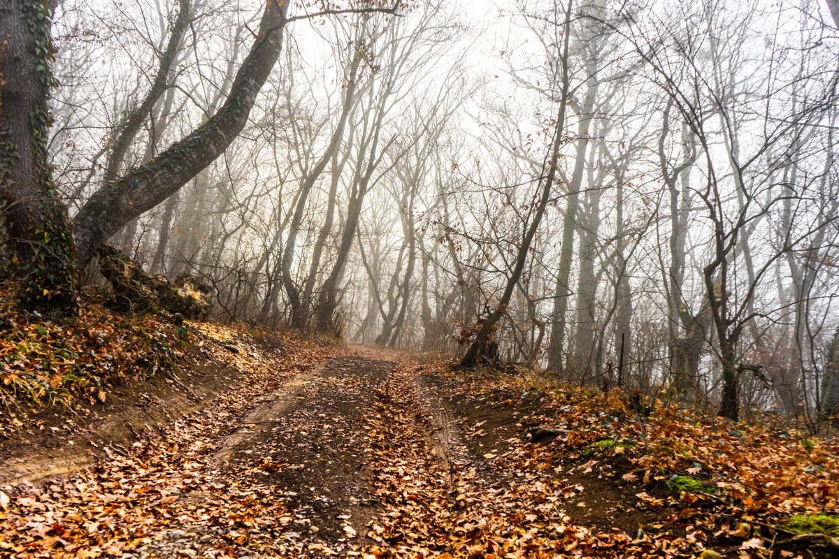 Road in the misty autumnal forest example image 1
