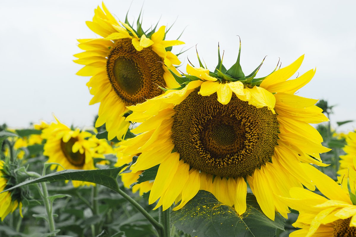 Yellow sunflower. Yellow flowers. Nature. Flora example image 1