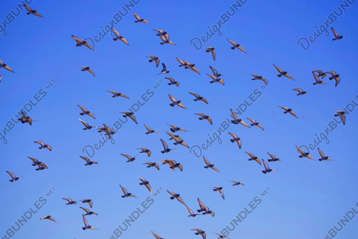 Stock Photo - Low Angle View Of Birds Flying In Blue Sky example image 1