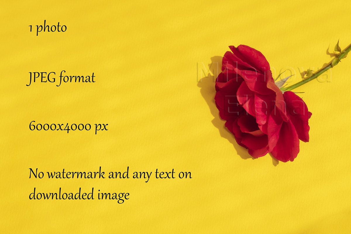 Beautiful red rose on bright yellow background example image 1