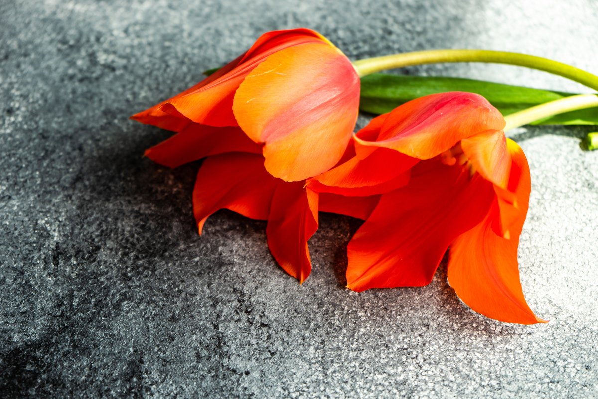 Beautiful tulip flowers example image 1