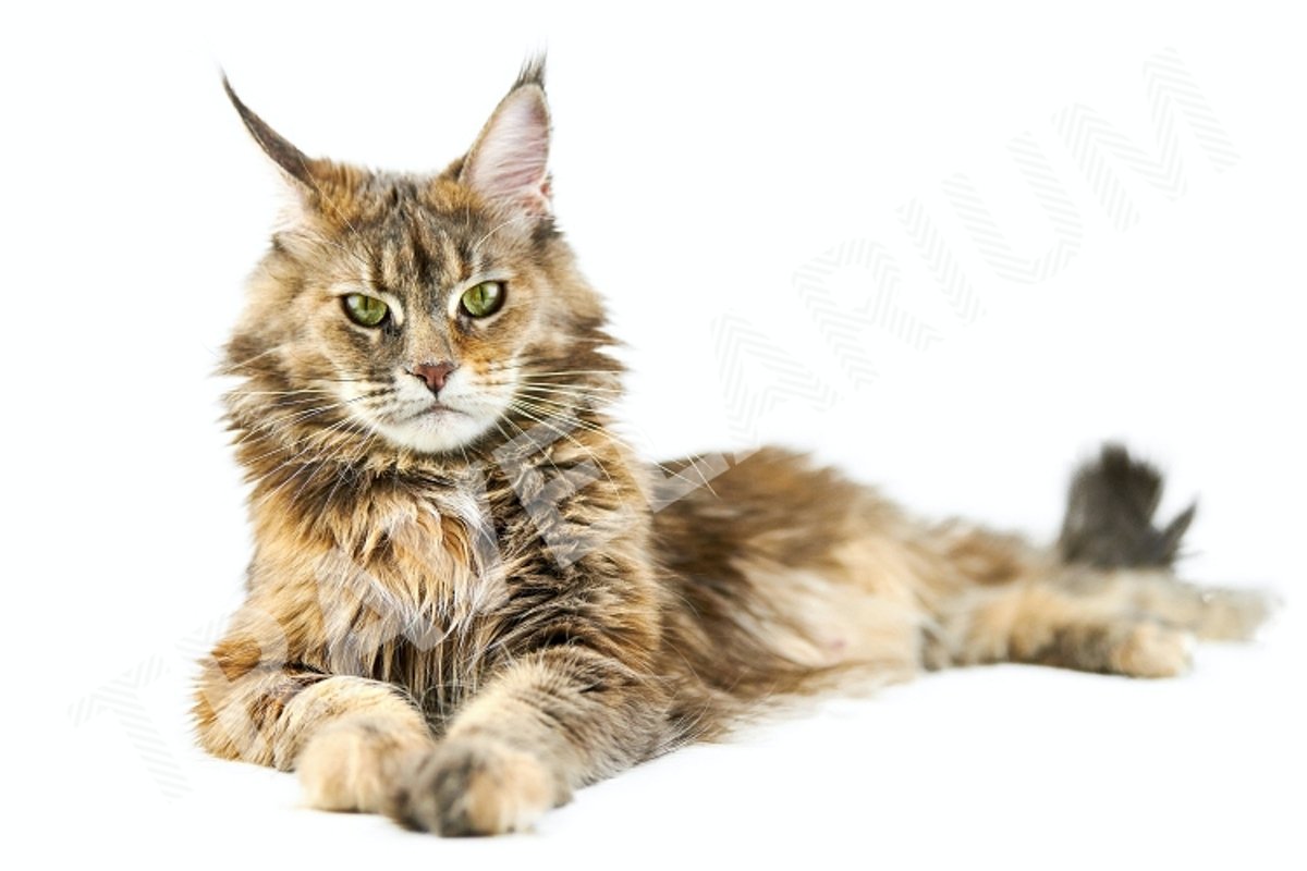 Adult Maine coon cat, isolated. example image 1