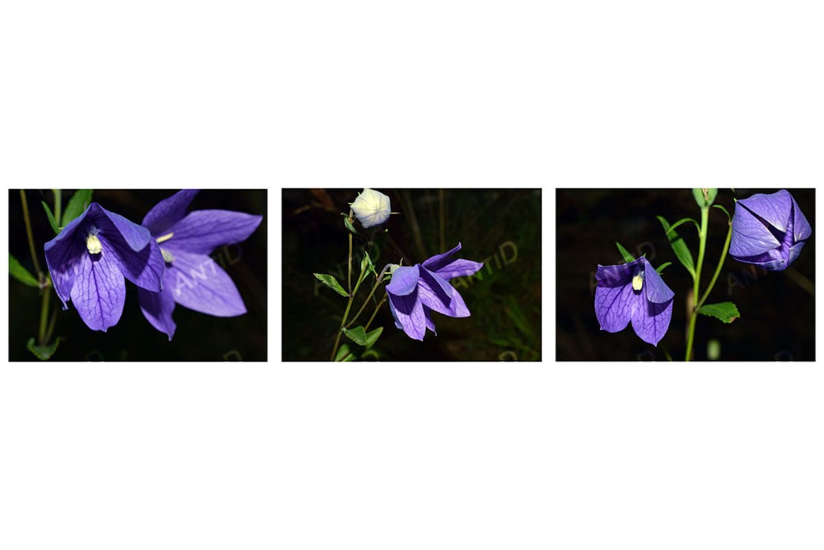 Set of 3 images. Beautiful blue bells. Summer garden. example image 1