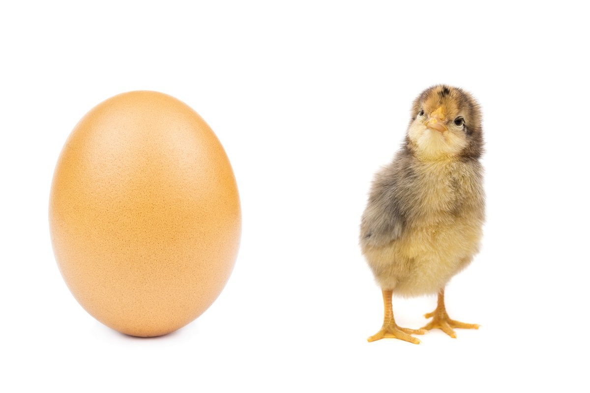 chicken egg on white background example image 1