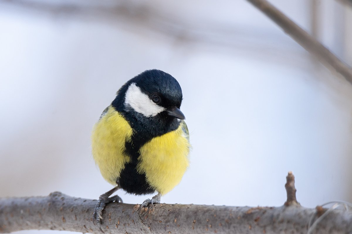 the bird Park in winter Parus major example image 1