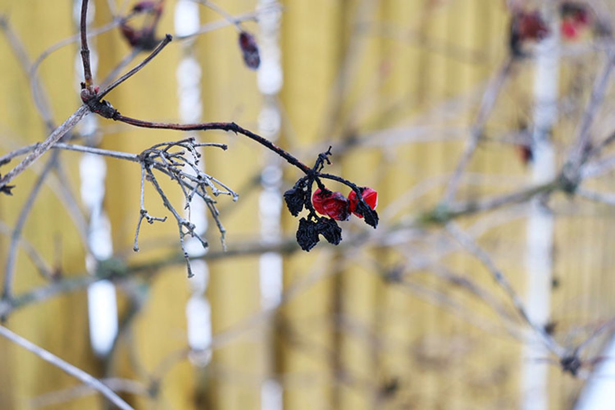 black and red berries in the winter against a yellow fence example image 1