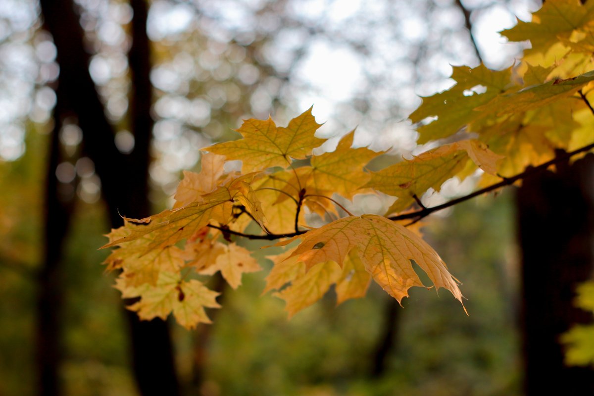 yellow autumn leaves on a tree close up example image 1