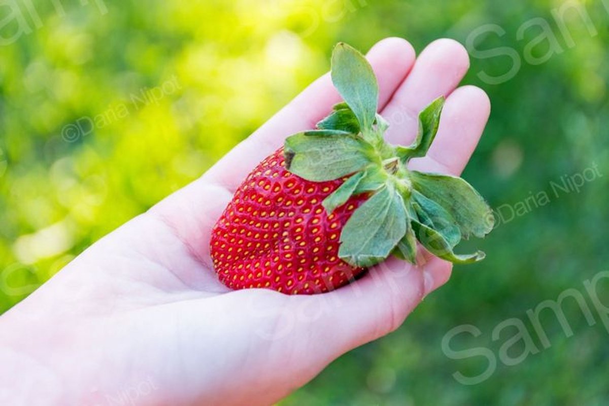 Hand holding ripe strawberry example image 1