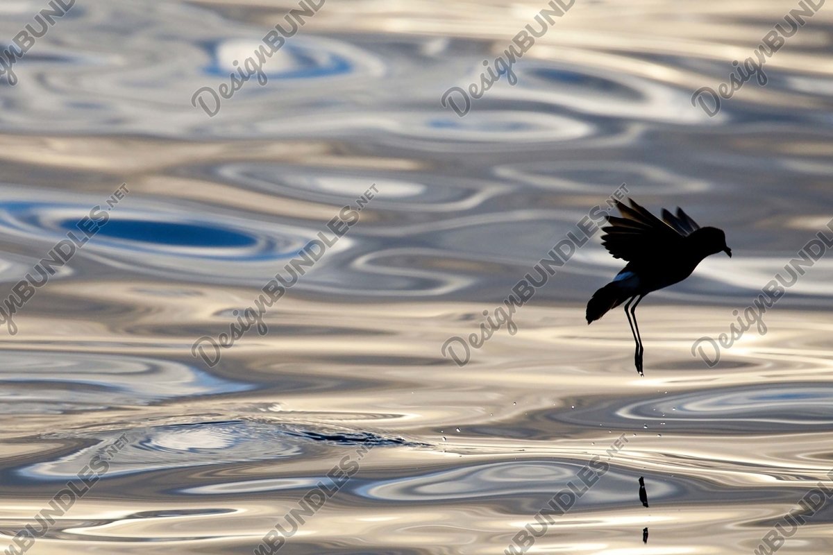 Stock Photo - Silhouette of a bird emerging from the water example image 1