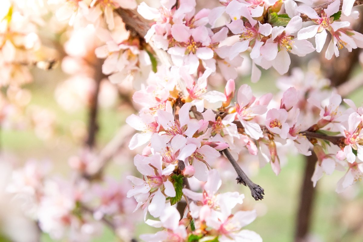 Cherry blossoms tree background example image 1