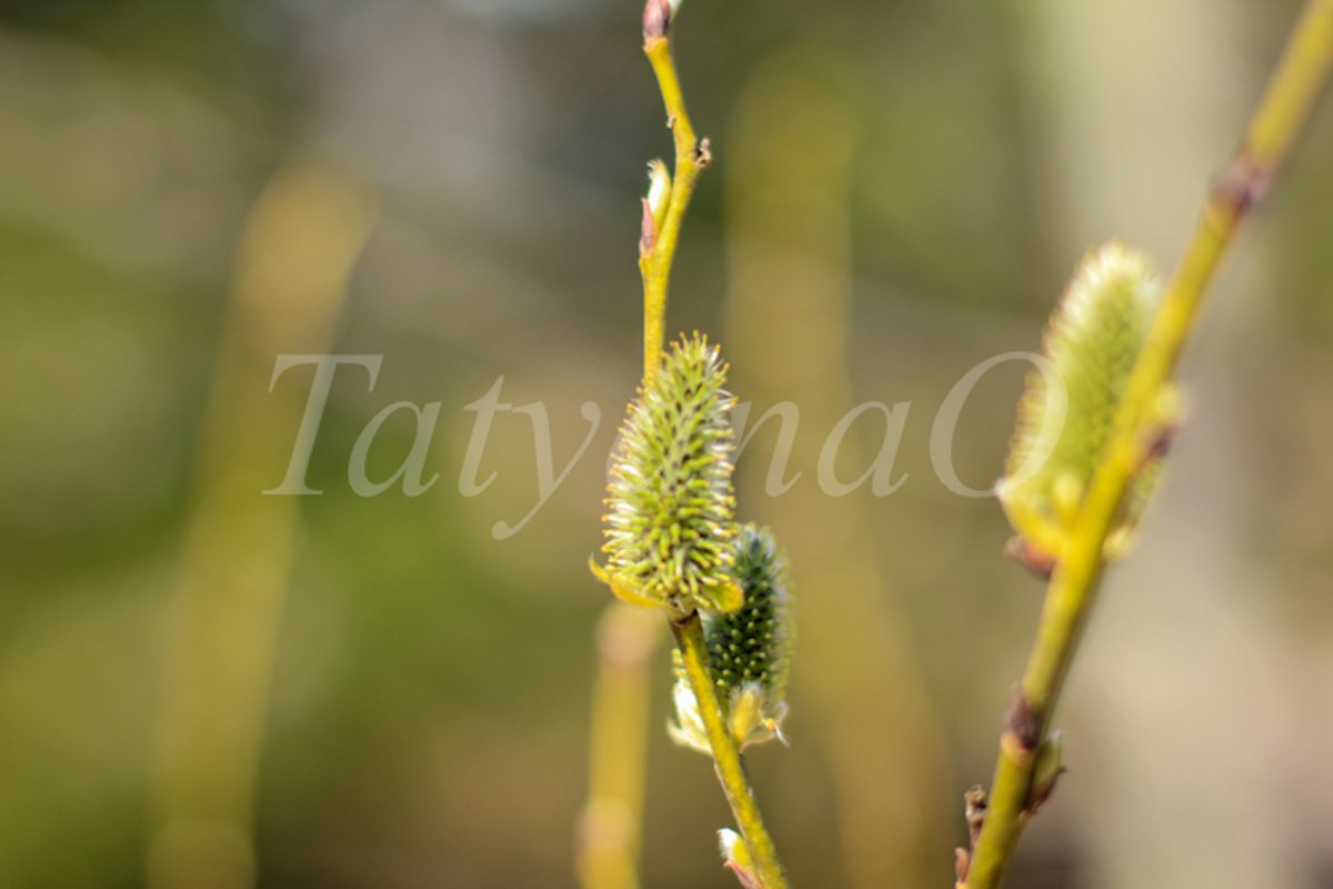 Willow branches with fluffy catkins, buds, flowers. example image 1