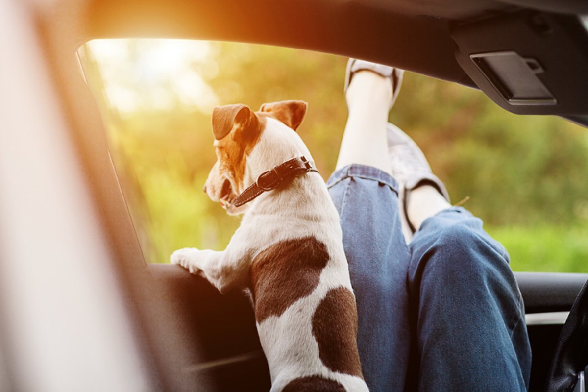 Legs of a girl sticking out of a car window next to a dog example image 1