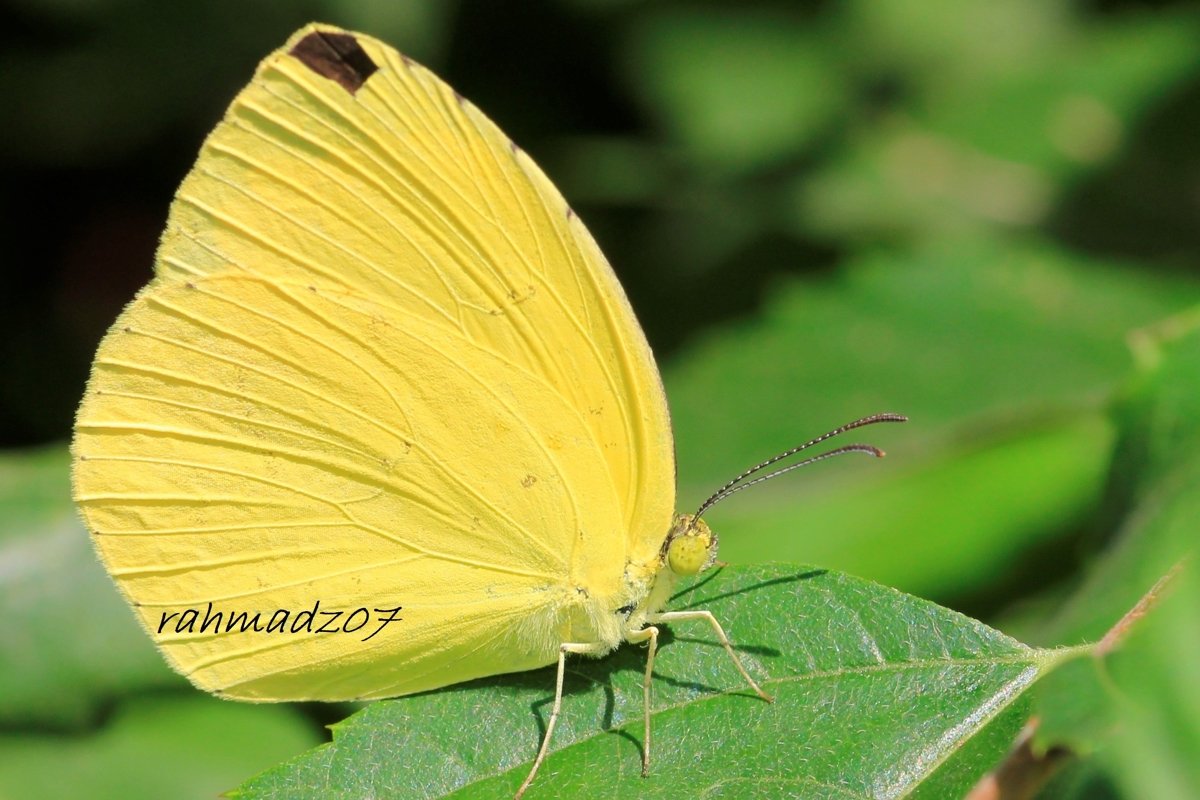 Close up of Yellow Butterfly on Green Leaf. example image 1