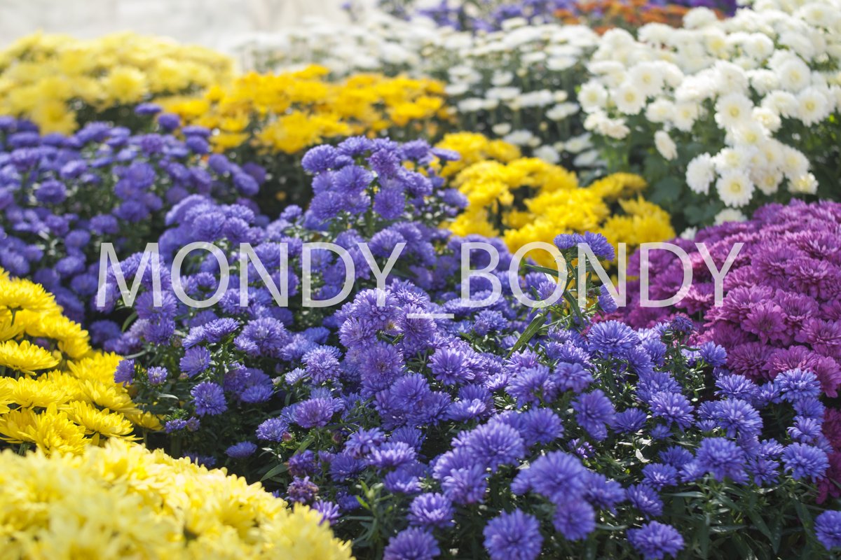Autumn flowers in a pot close-up example image 1
