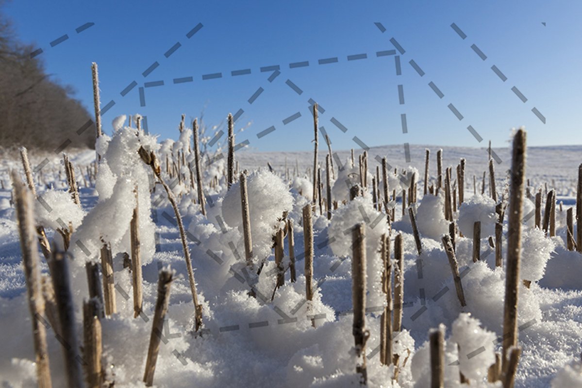 Snow covered field example image 1