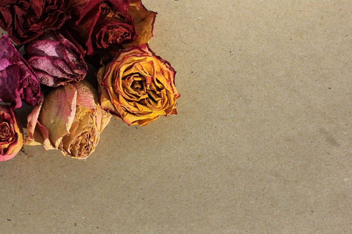 Frame of laid out dry buds of roses, petals, leaves example image 1