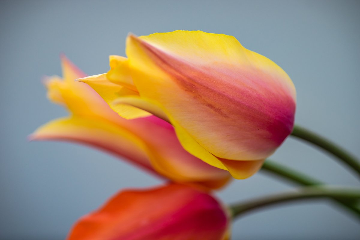 Beautiful tulip flowers bouquet example image 1