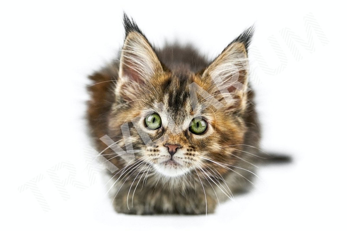 Tortoiseshell Maine coon kitten, isolated. example image 1