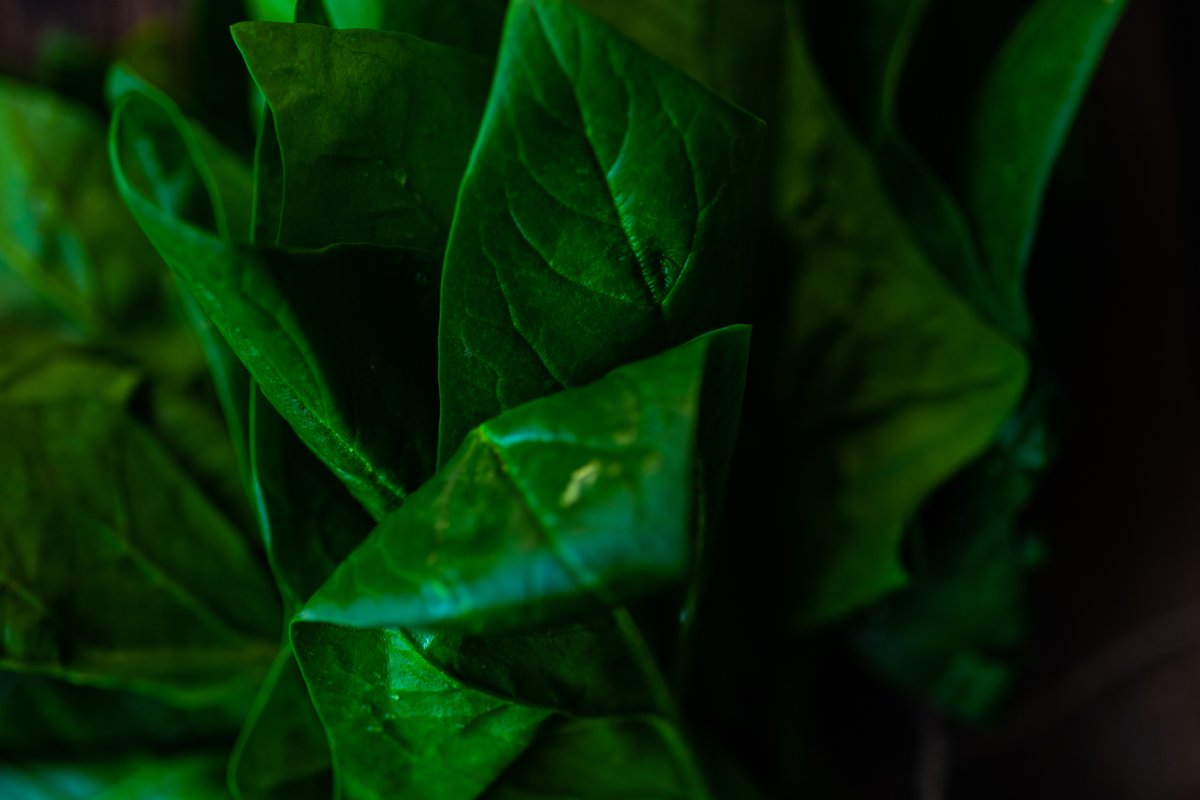 Healthy food concept with fresh spinach example image 1