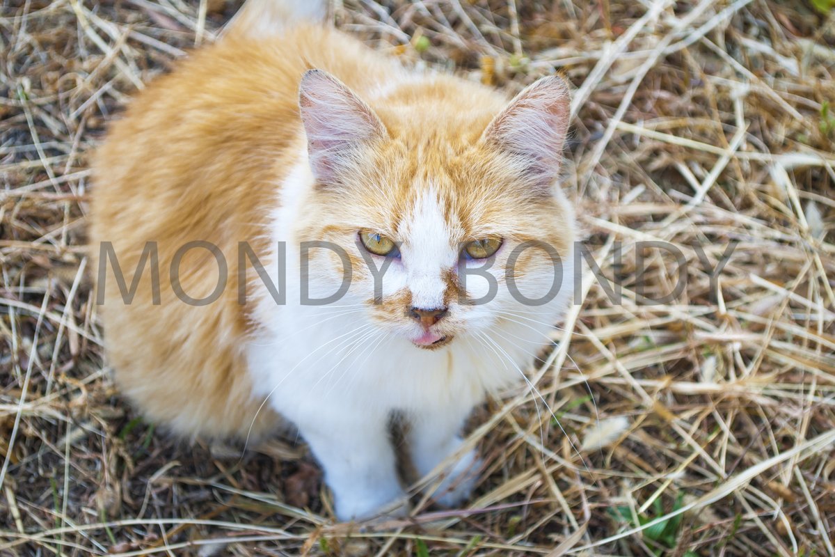 white-red cat sits on a straw example image 1