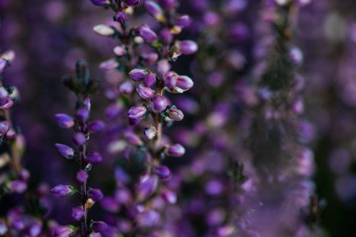 Calluna flowers blooming in a garden as a natural background example image 1