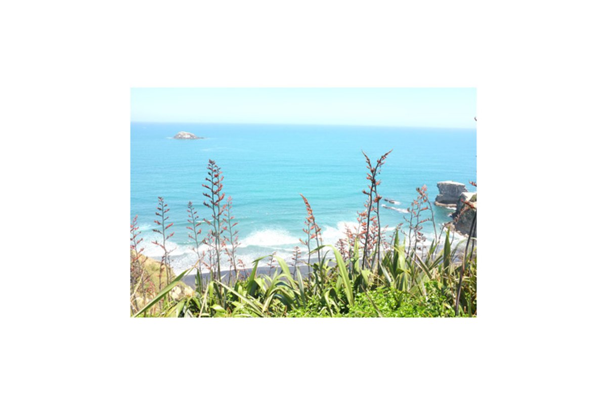 Photo of New Zealand flax or harakeke example image 1