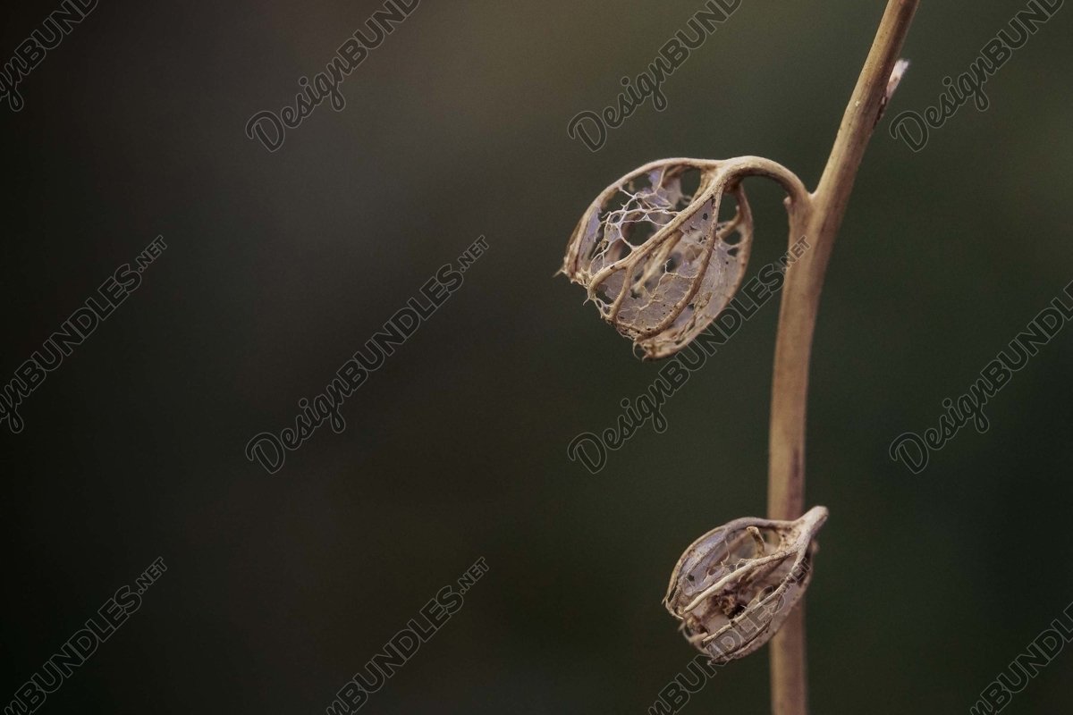 Stock Photo - Dry leaves on the stem example image 1
