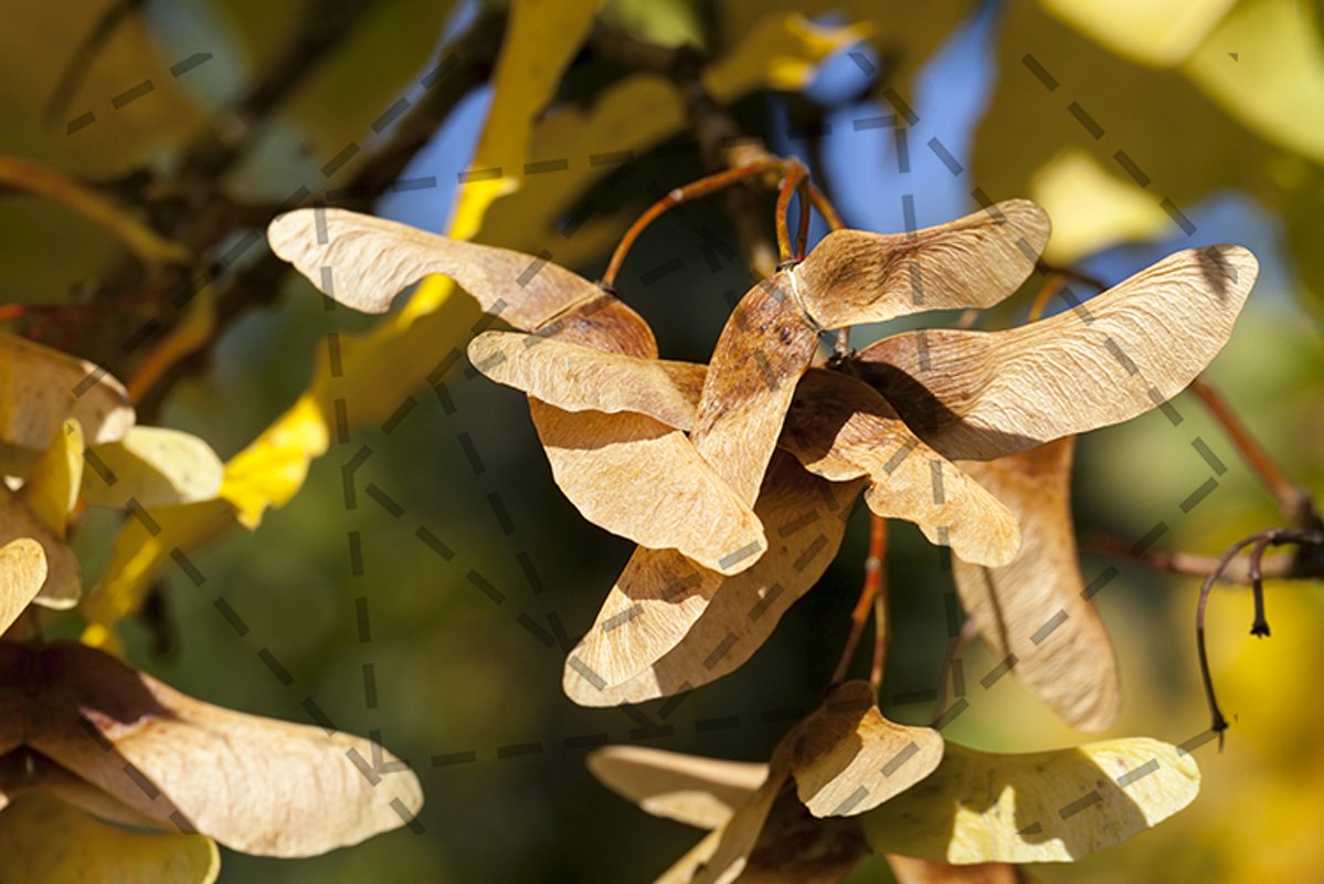maple seeds example image 1