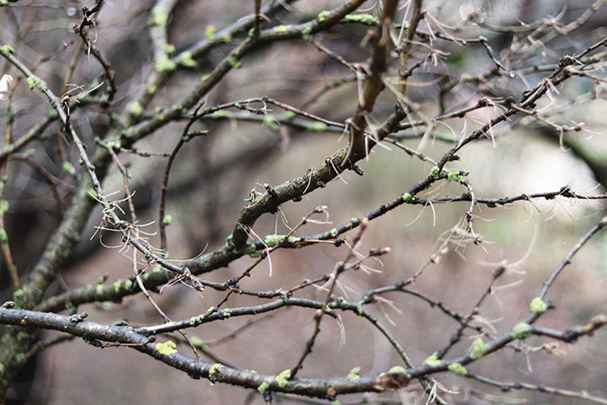 background of tree branches close-up example image 1