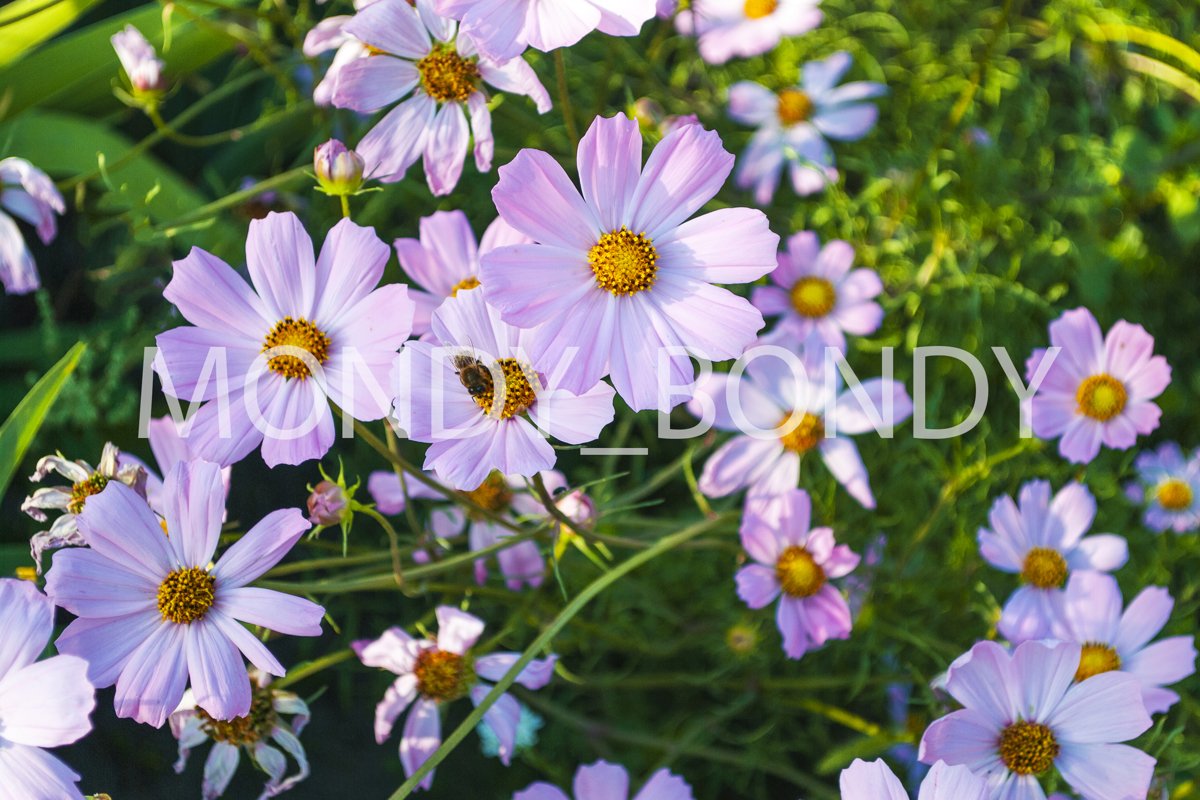 Bright summer lilac flowers close-up with a bee on a petal example image 1