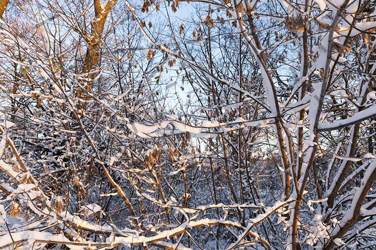 branches of trees in the snow closeup example image 1